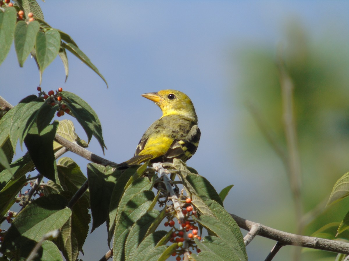 Western Tanager - ML261284241
