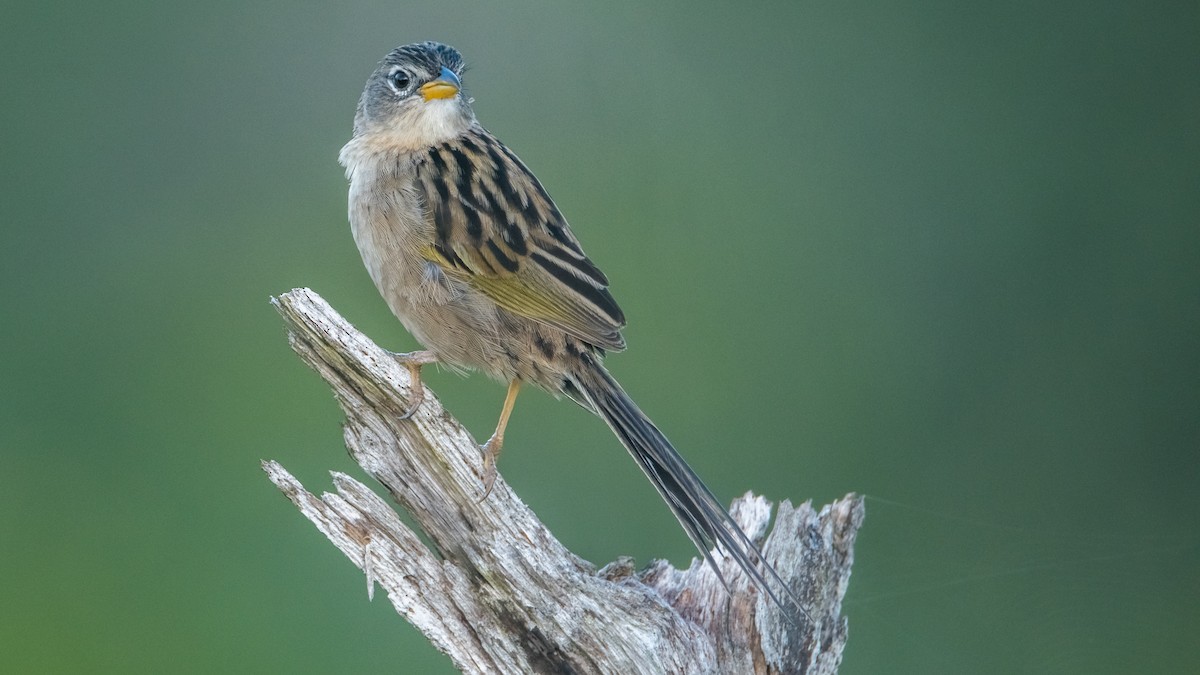 Wedge-tailed Grass-Finch - Pepe Castiblanco