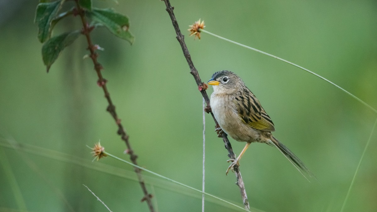 Wedge-tailed Grass-Finch - ML261285221