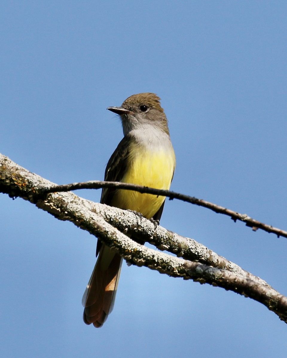 Great Crested Flycatcher - ML261285281
