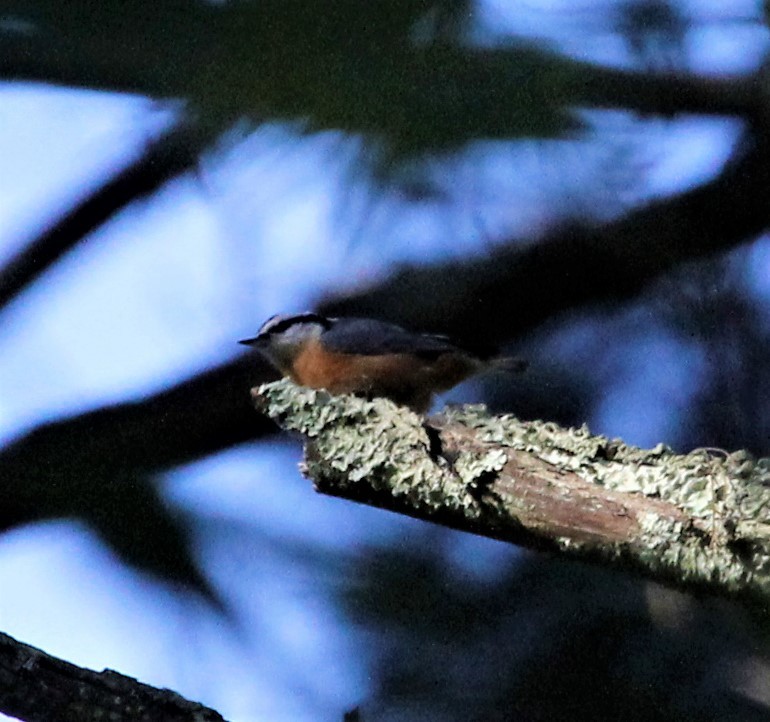 Red-breasted Nuthatch - ML261285631