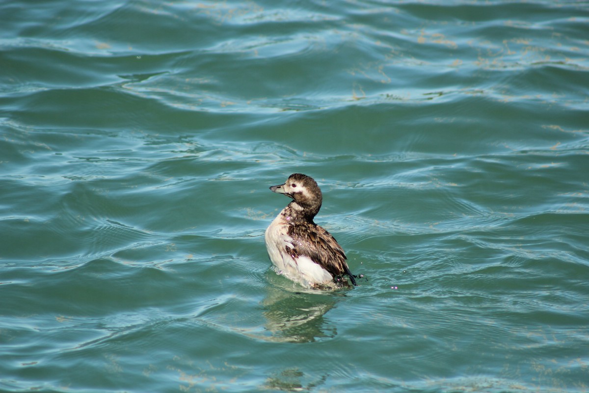 Long-tailed Duck - ML261287361