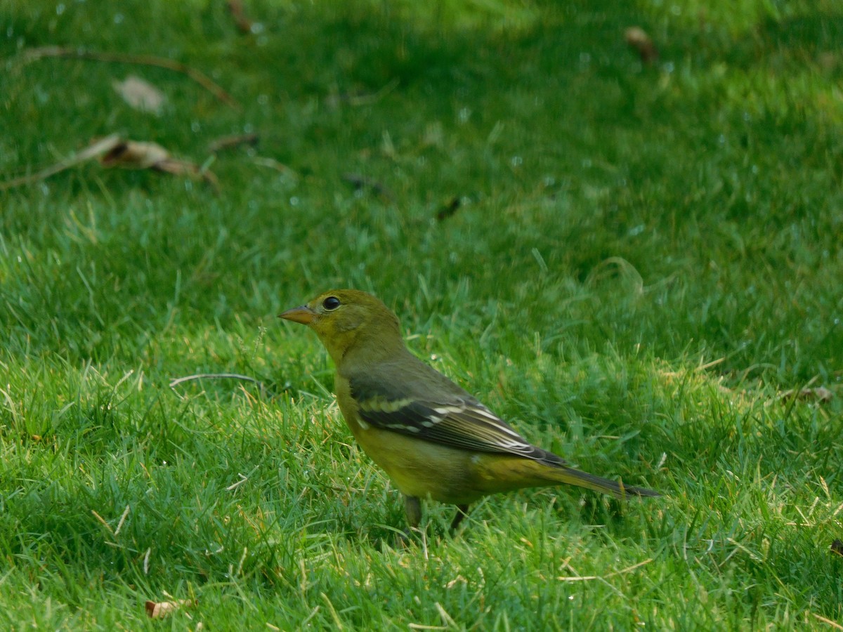 Western Tanager - ML261288321