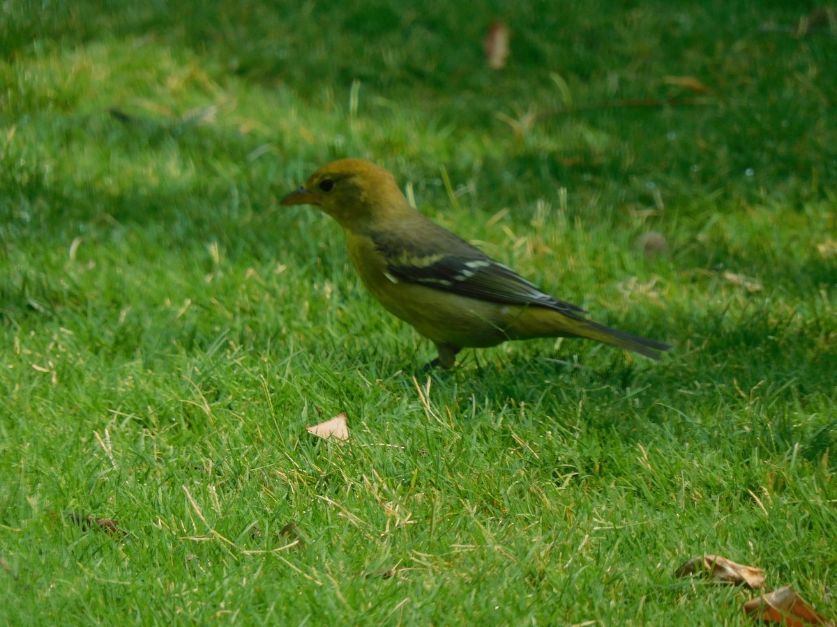 Western Tanager - ML261288371