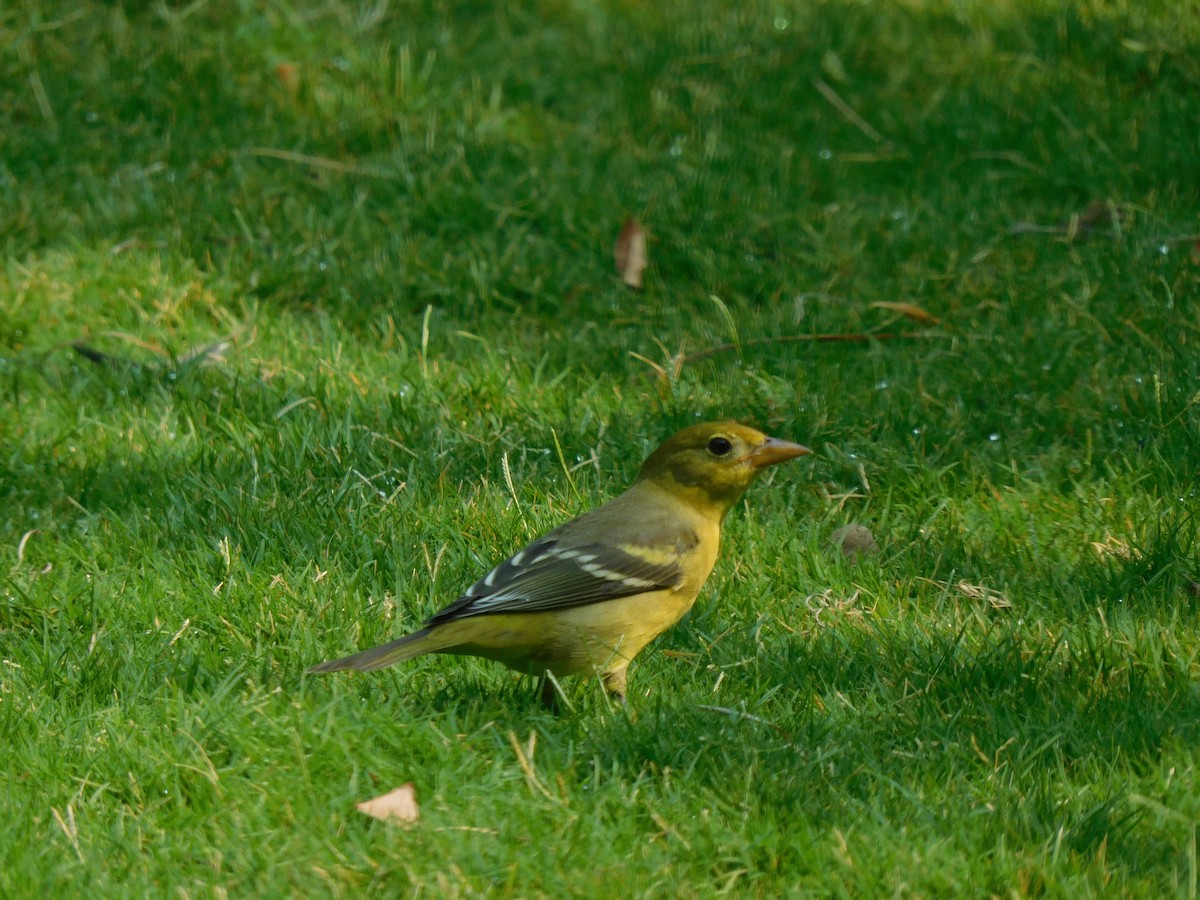 Western Tanager - ML261288381