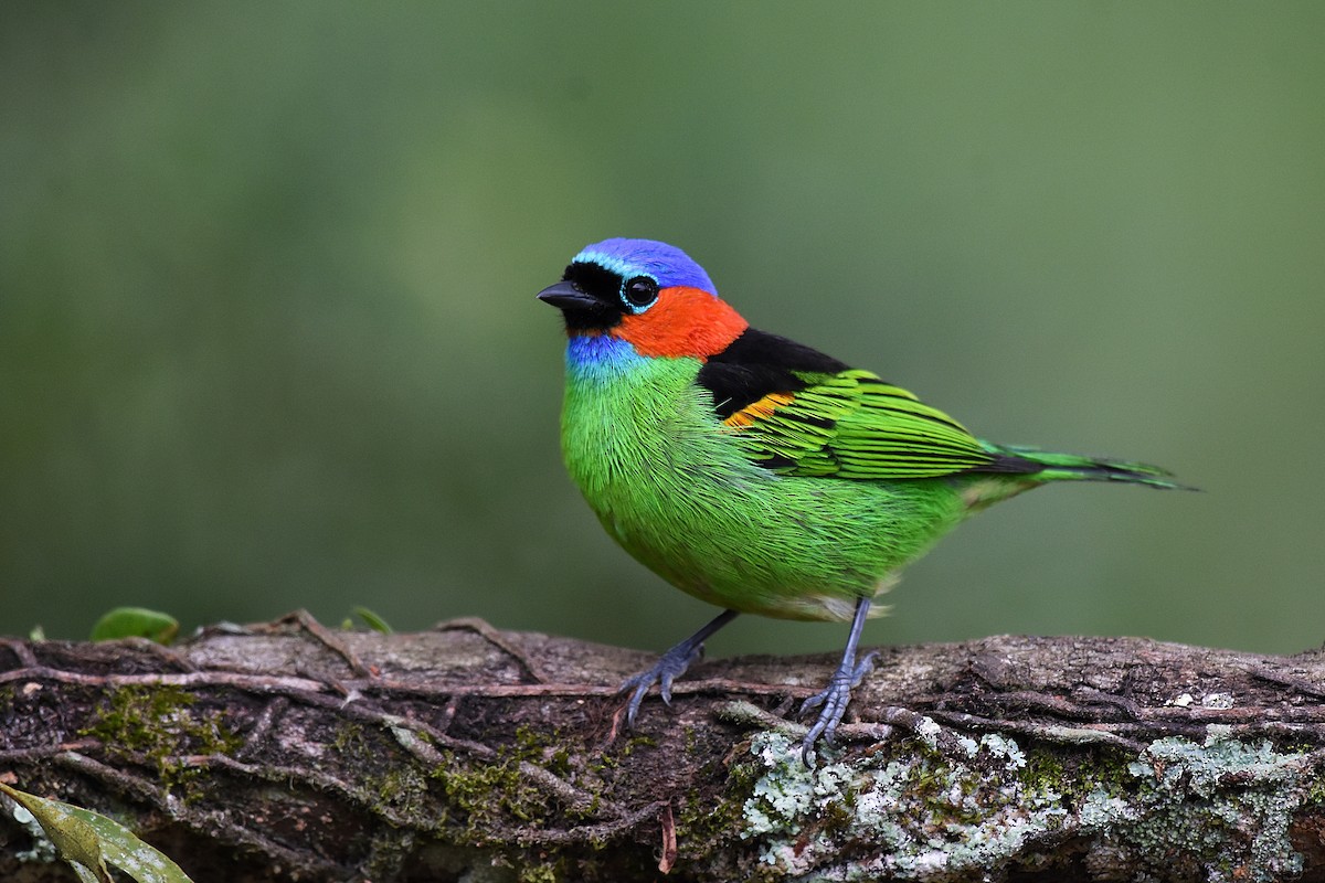Red-necked Tanager - ML261297611
