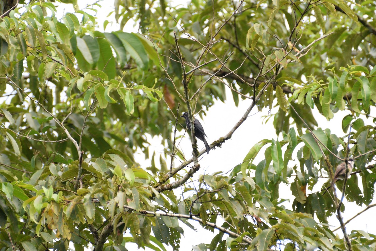 Square-tailed Drongo-Cuckoo - ML261304141