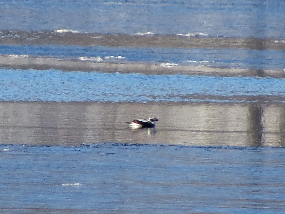 Long-tailed Duck - ML26130661