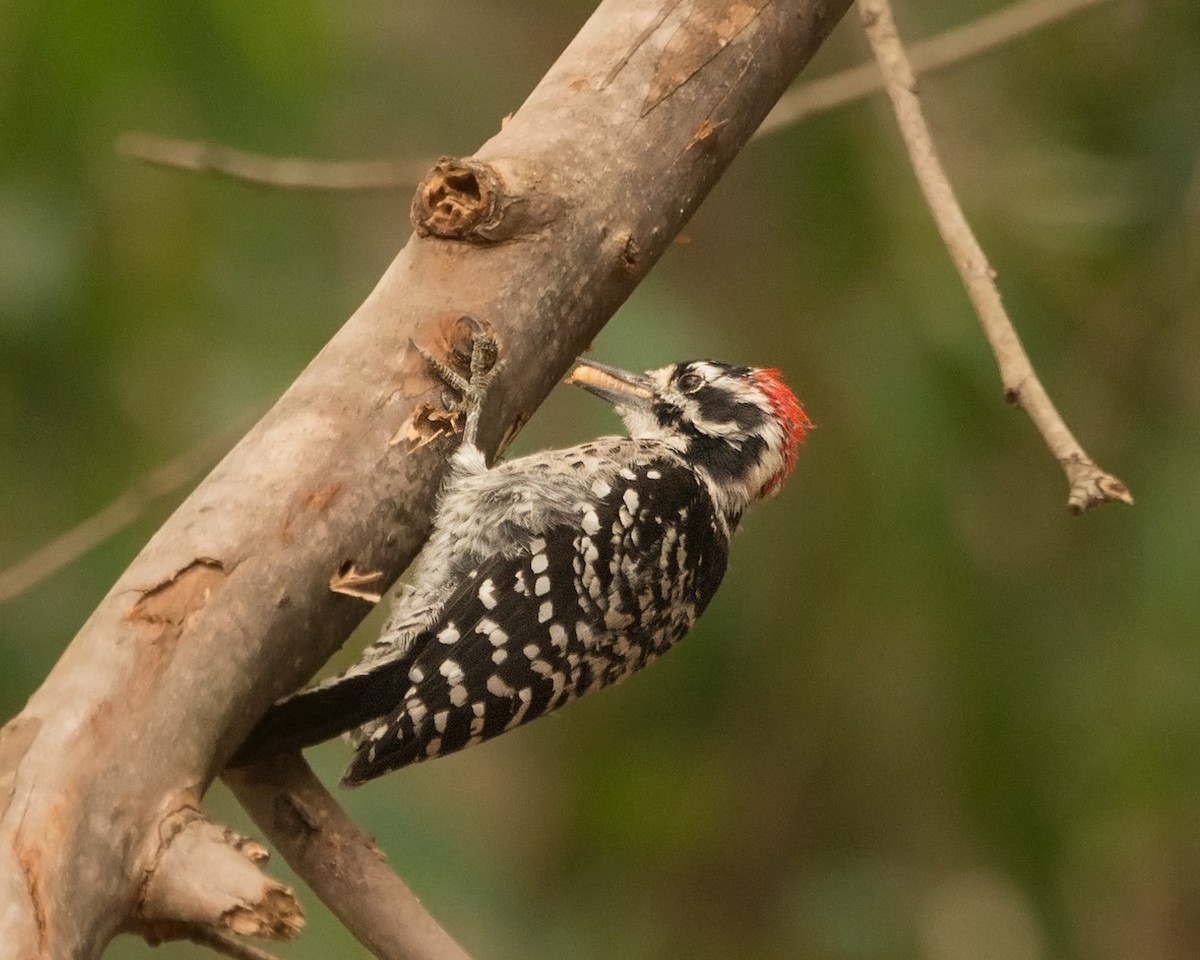 Nuttall's Woodpecker - ML261306741