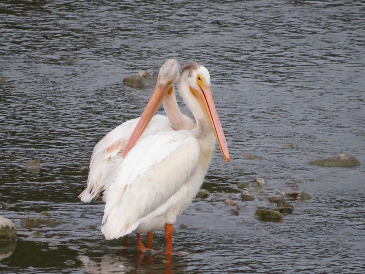 American White Pelican - Asher  Warkentin