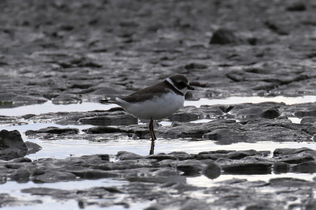 Semipalmated Plover - ML261307481