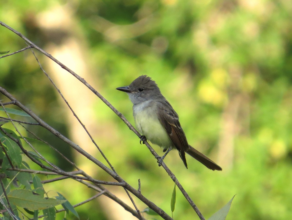 Great Crested Flycatcher - ML261310001