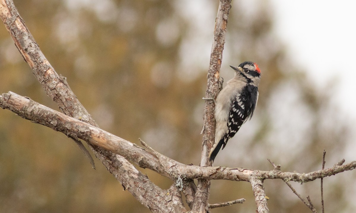 Downy Woodpecker (Pacific) - Paul Fenwick