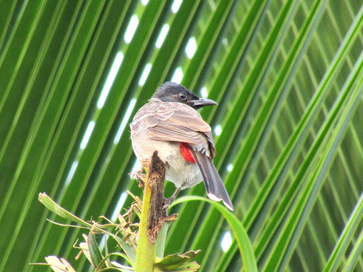 Red-vented Bulbul - ML261318951