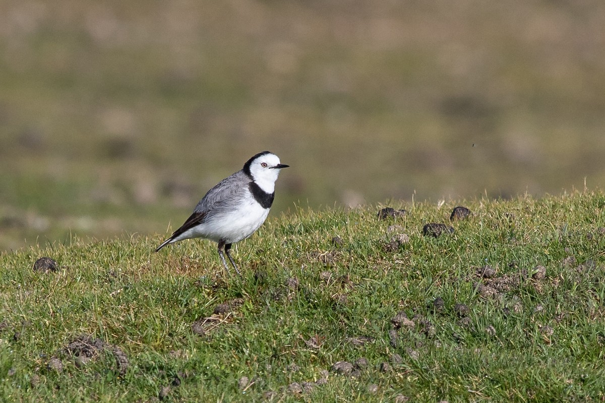 White-fronted Chat - ML261322171