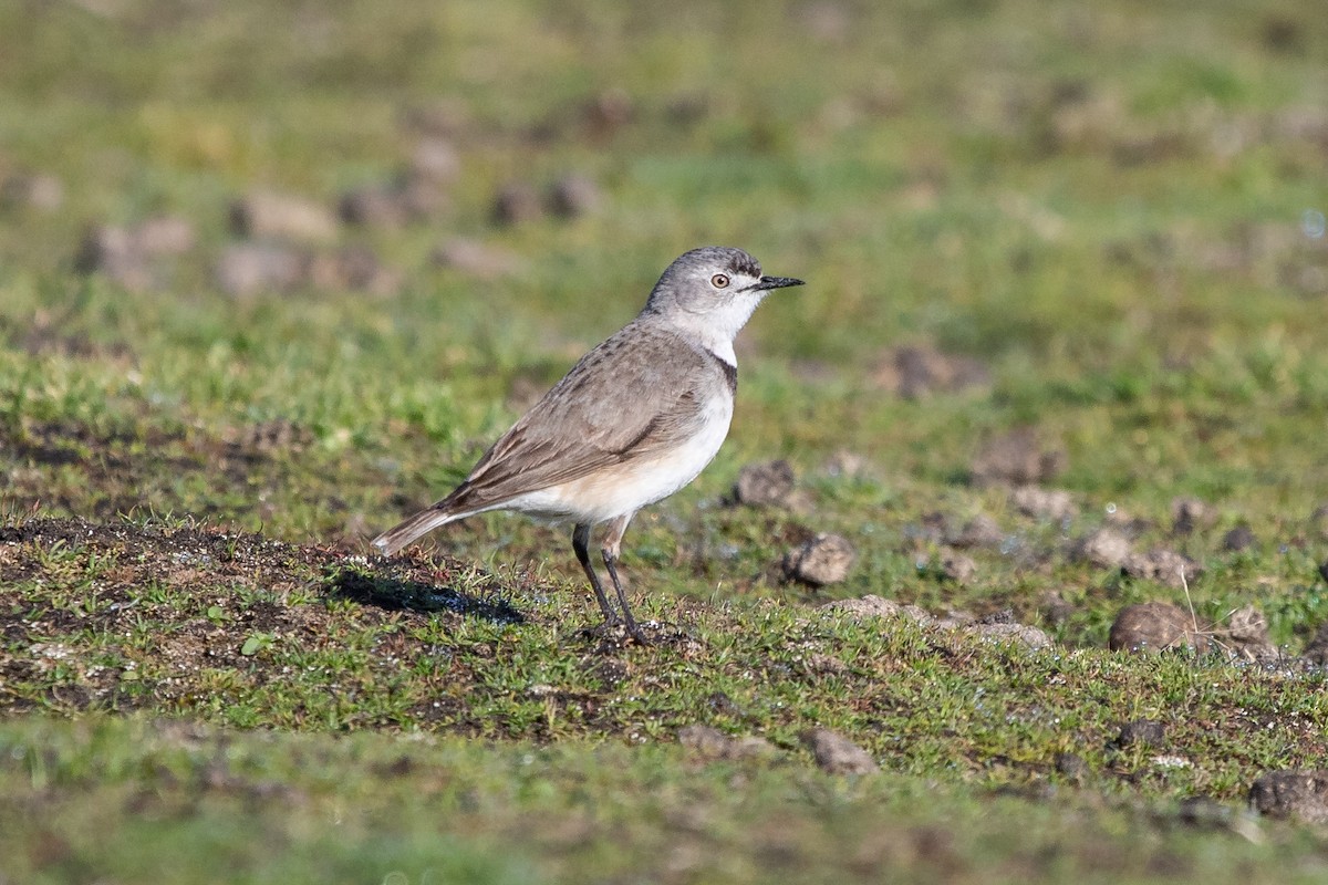 White-fronted Chat - ML261322191