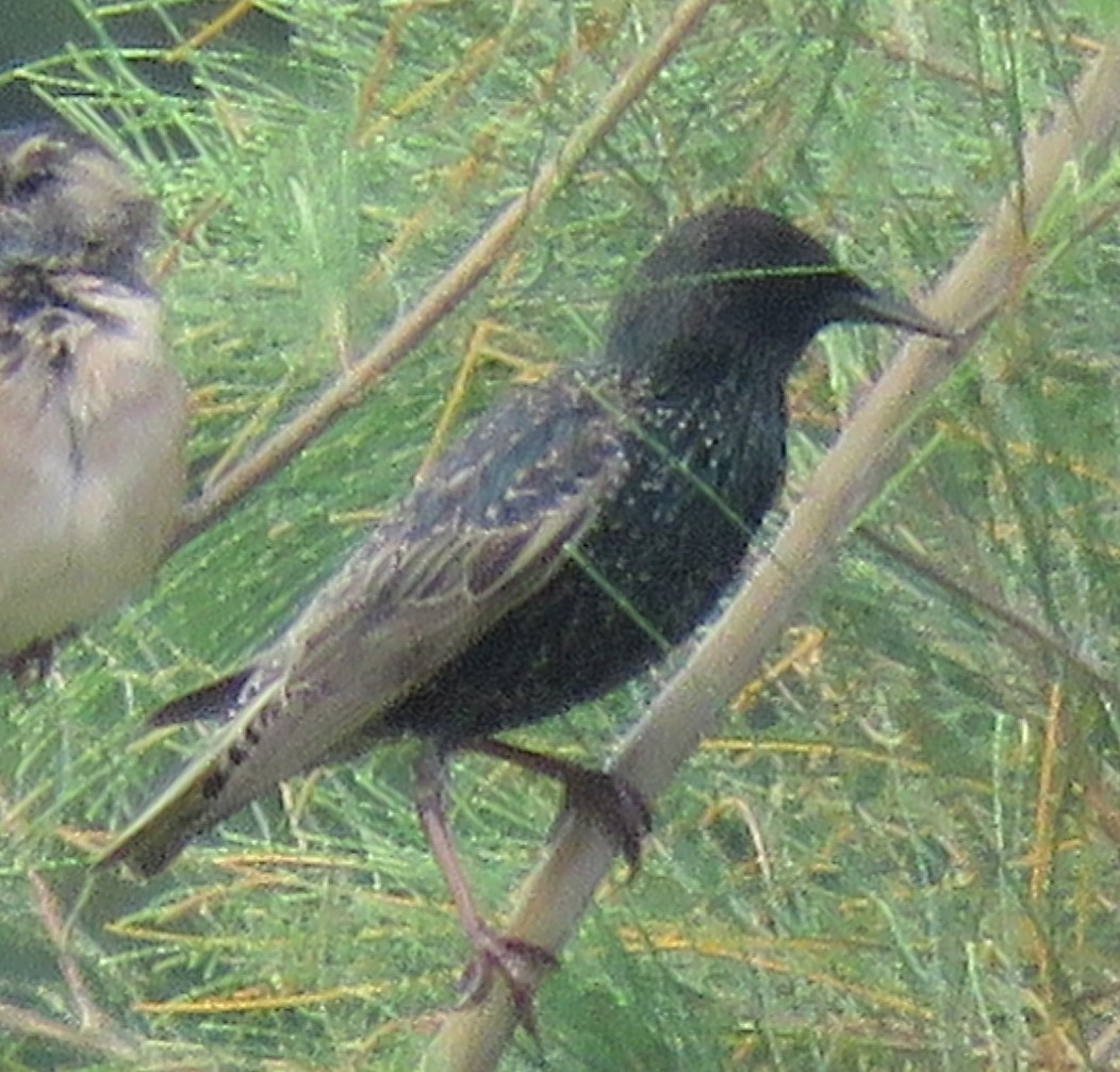 European Starling - RAVI SHANKAR PARAMESHWARAN