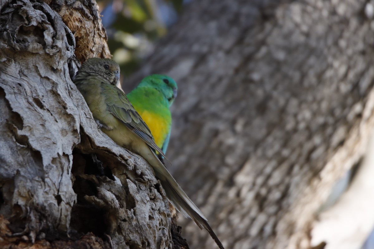 Red-rumped Parrot - Pat and Denise Feehan
