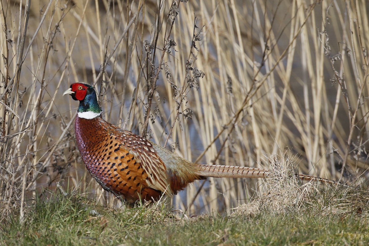 Ring-necked Pheasant - Jan Andersson