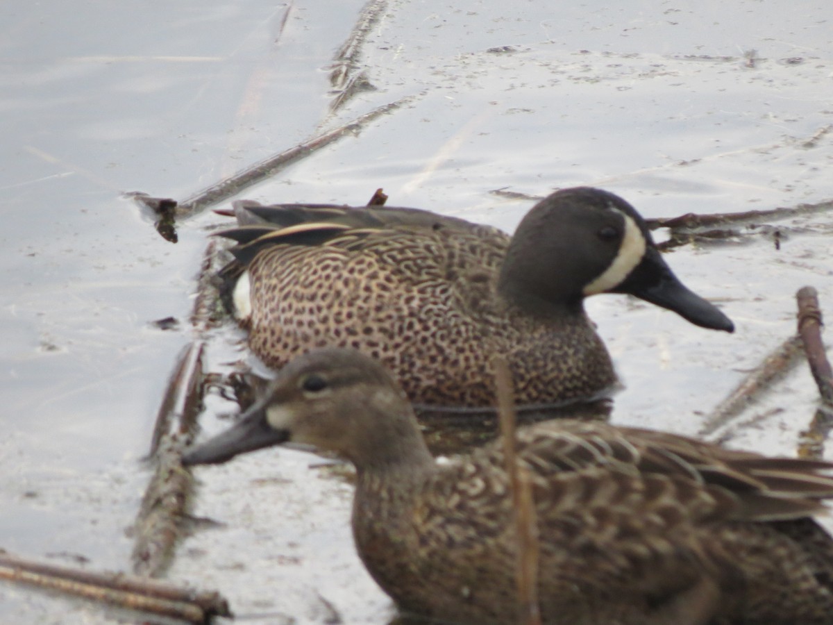 Blue-winged Teal - ML26132751
