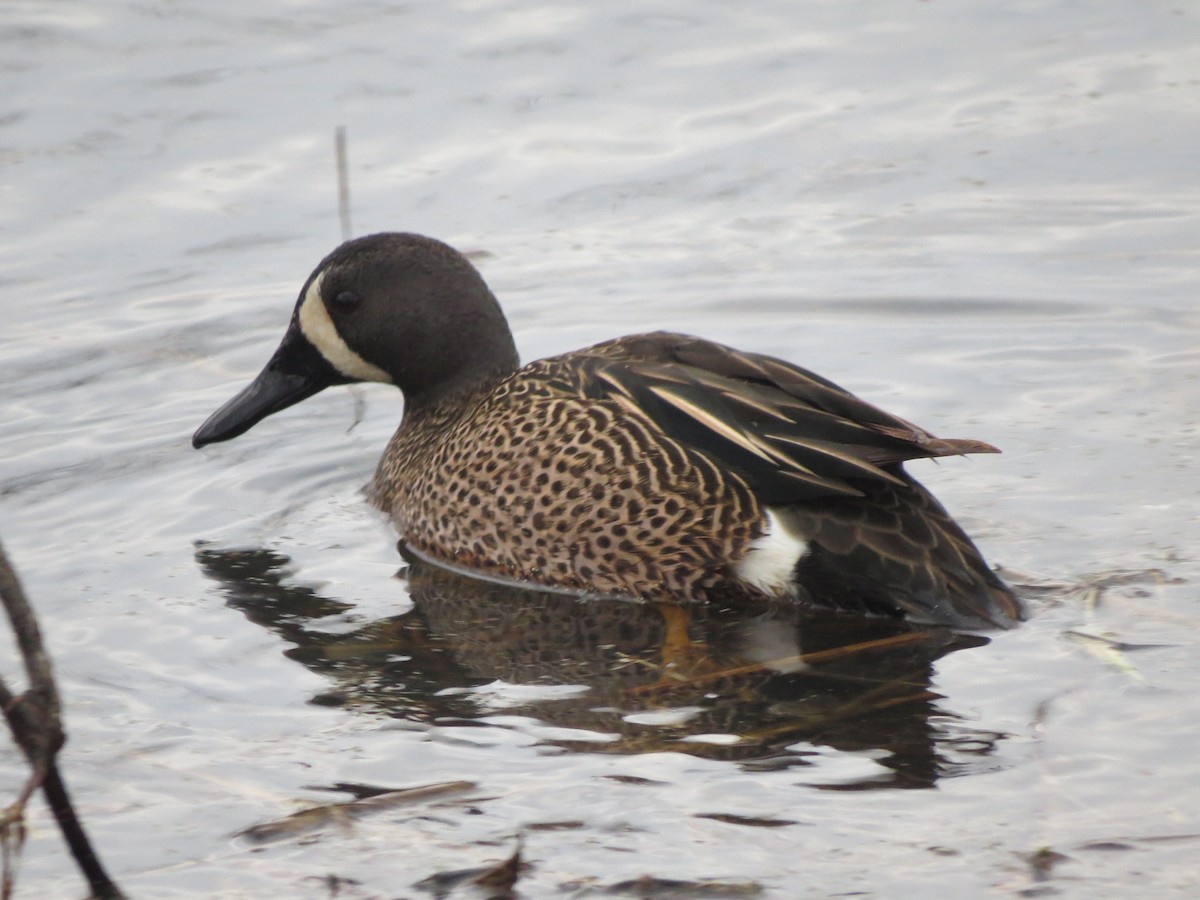 Blue-winged Teal - ML26132771