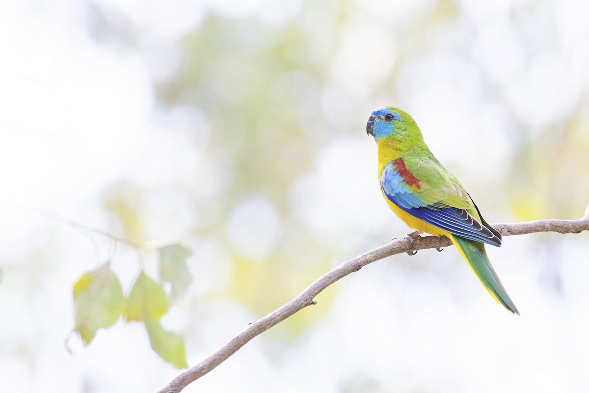 Turquoise Parrot - Chris Murray