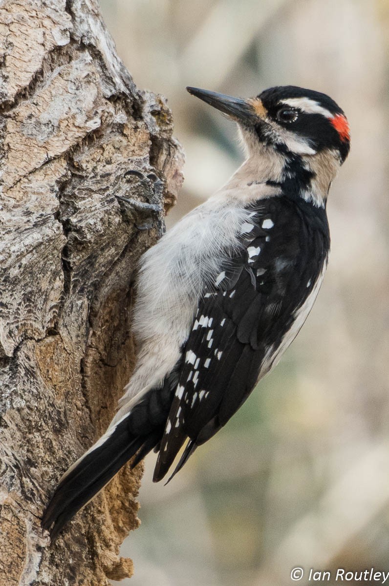 Hairy Woodpecker - ML26132861