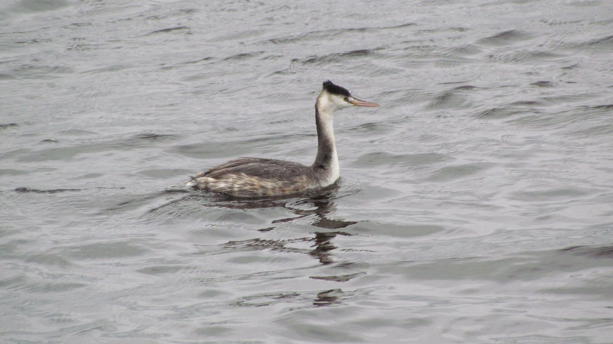 Great Crested Grebe - Bruce Kerr