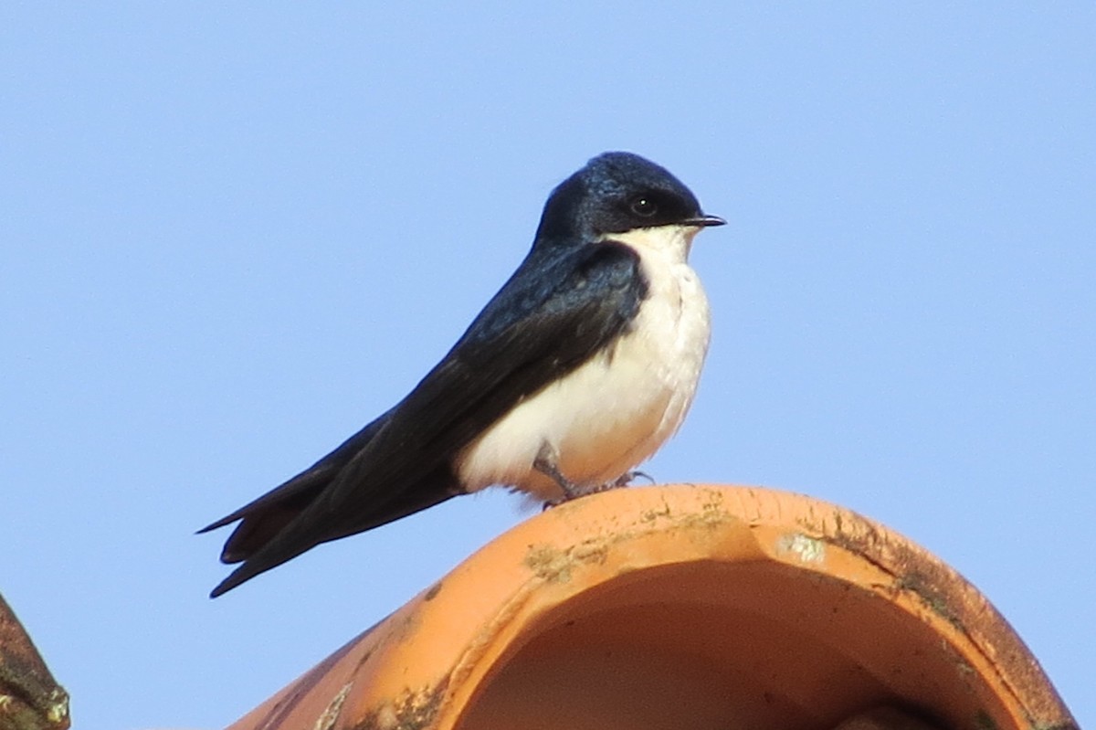 Blue-and-white Swallow - Jeff Harding
