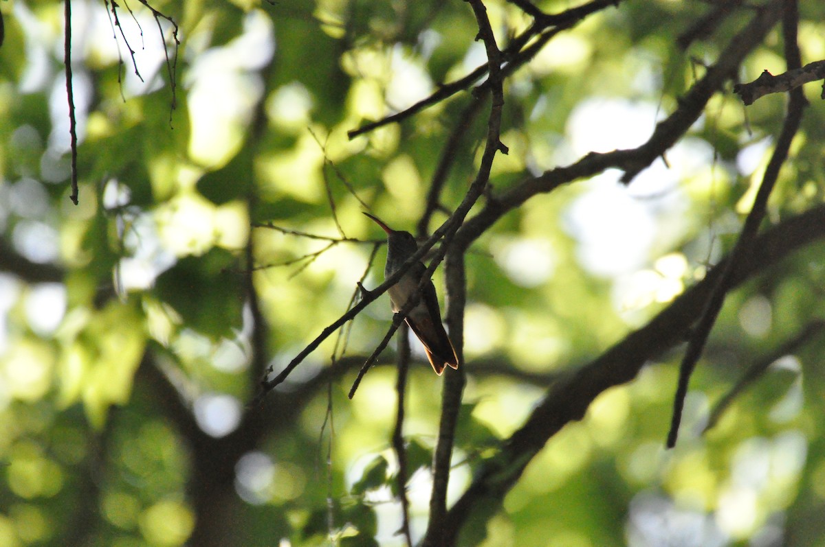 Buff-bellied Hummingbird - ML26133581