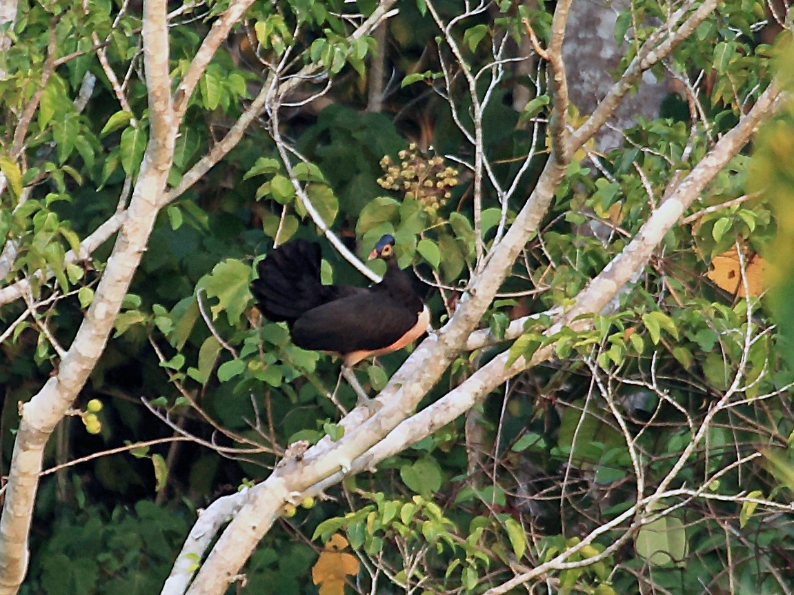 セレベスツカツクリ eBird