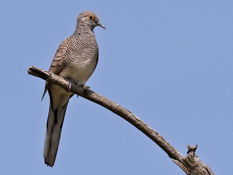 Barred Dove - Lars Petersson | My World of Bird Photography