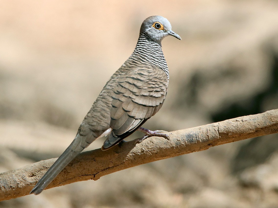 Barred Dove - Tim Avery