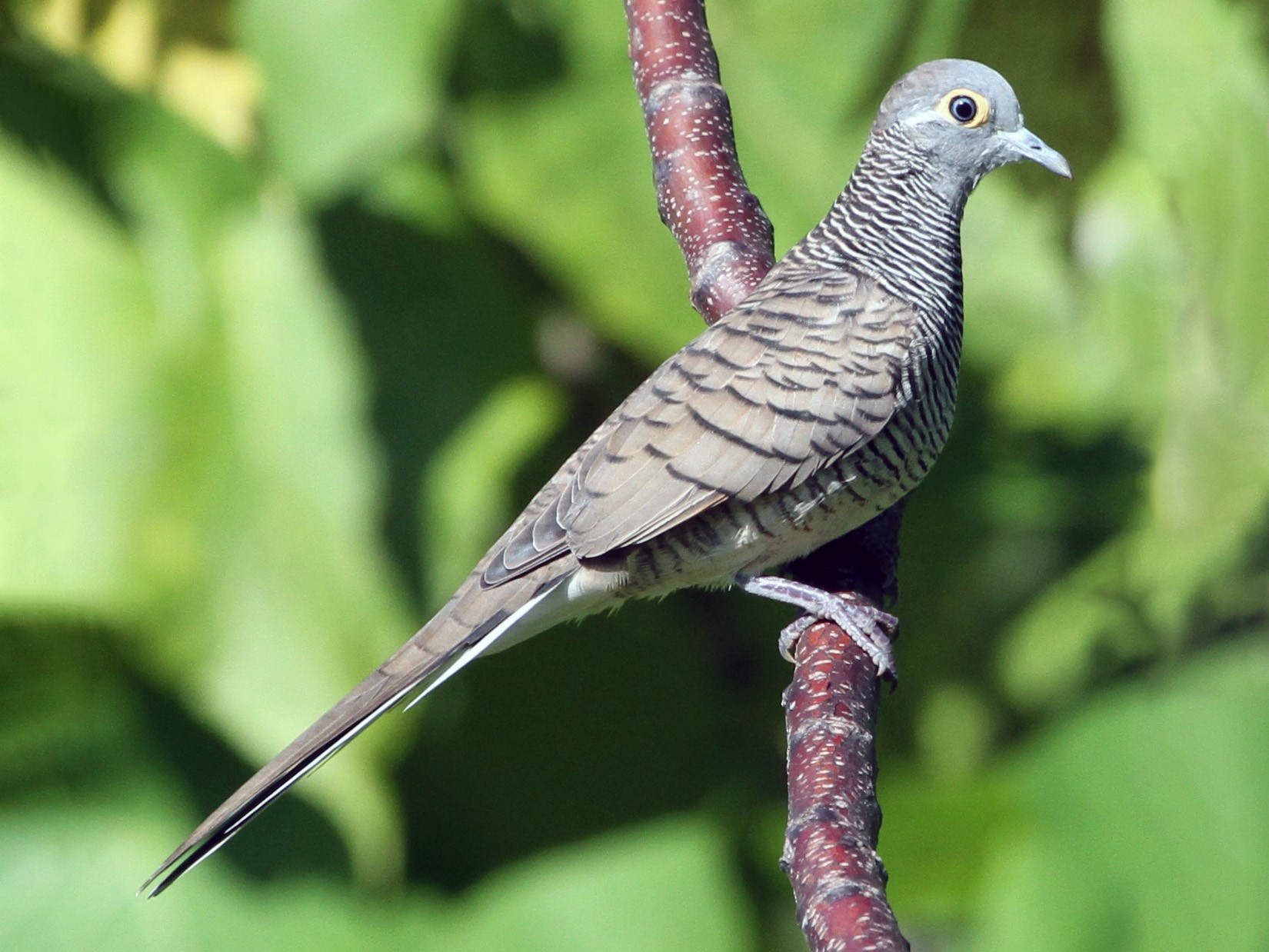 Barred Dove - Colin Trainor