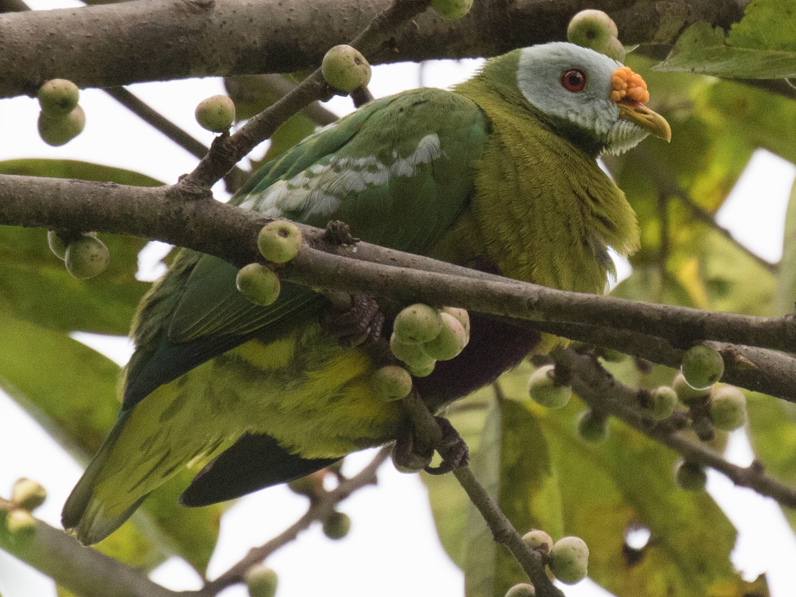 Carunculated Fruit-Dove - Ross Gallardy