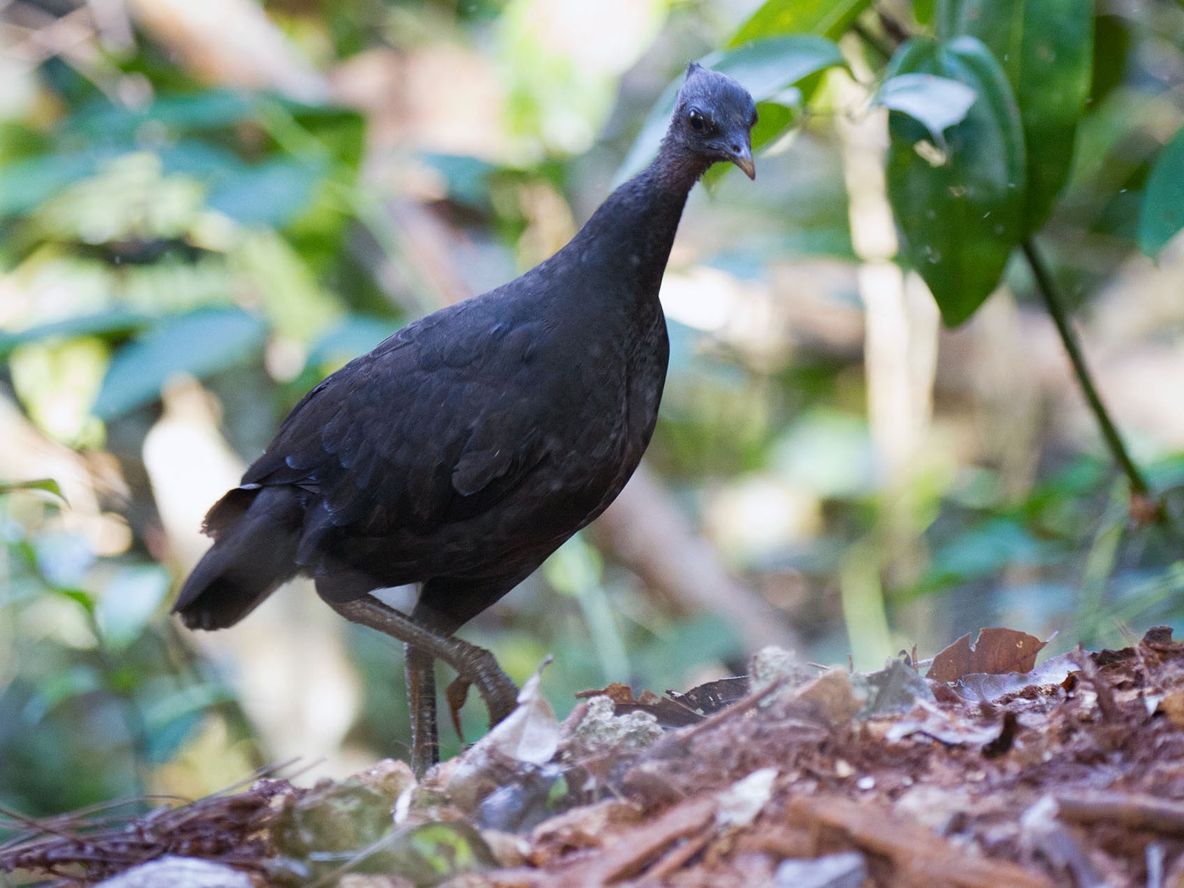 Dusky Megapode (Dusky) - Kristof Zyskowski