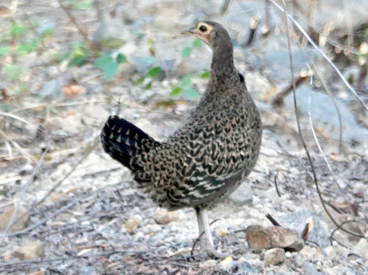 blue jungle fowl