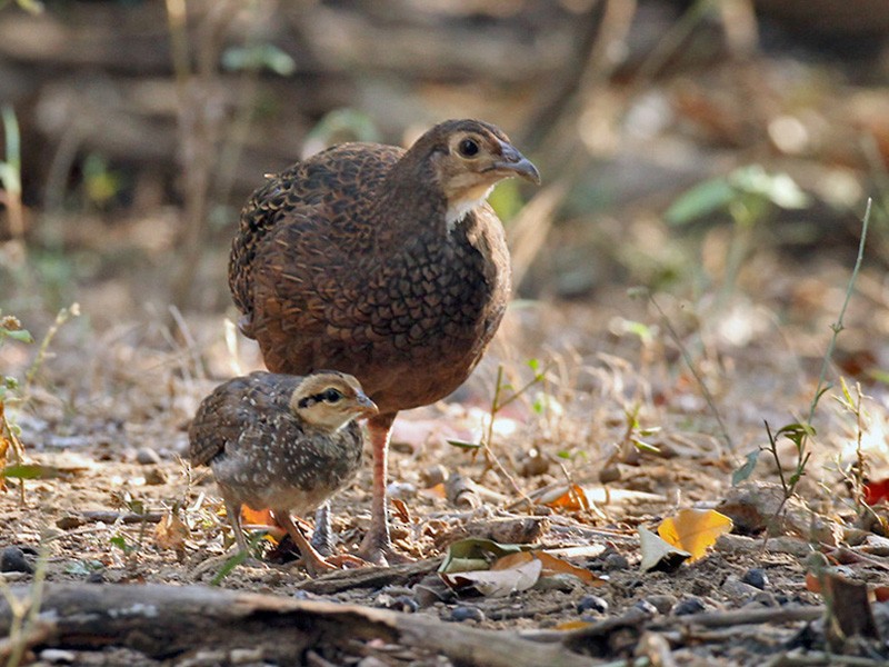 Green Junglefowl - Lars Petersson | My World of Bird Photography