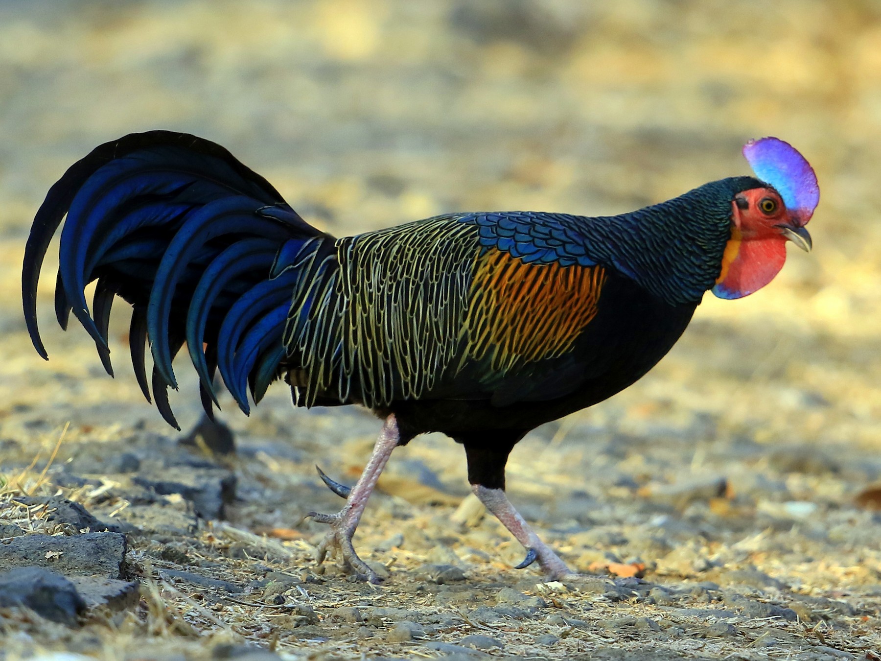 Green Junglefowl - Fanis Theofanopoulos (ASalafa Deri)