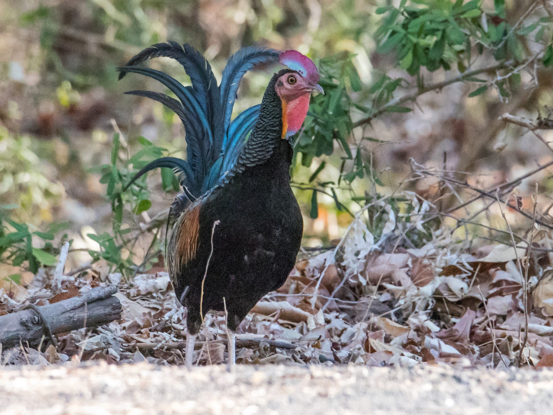 Green Junglefowl - Peter  Steward