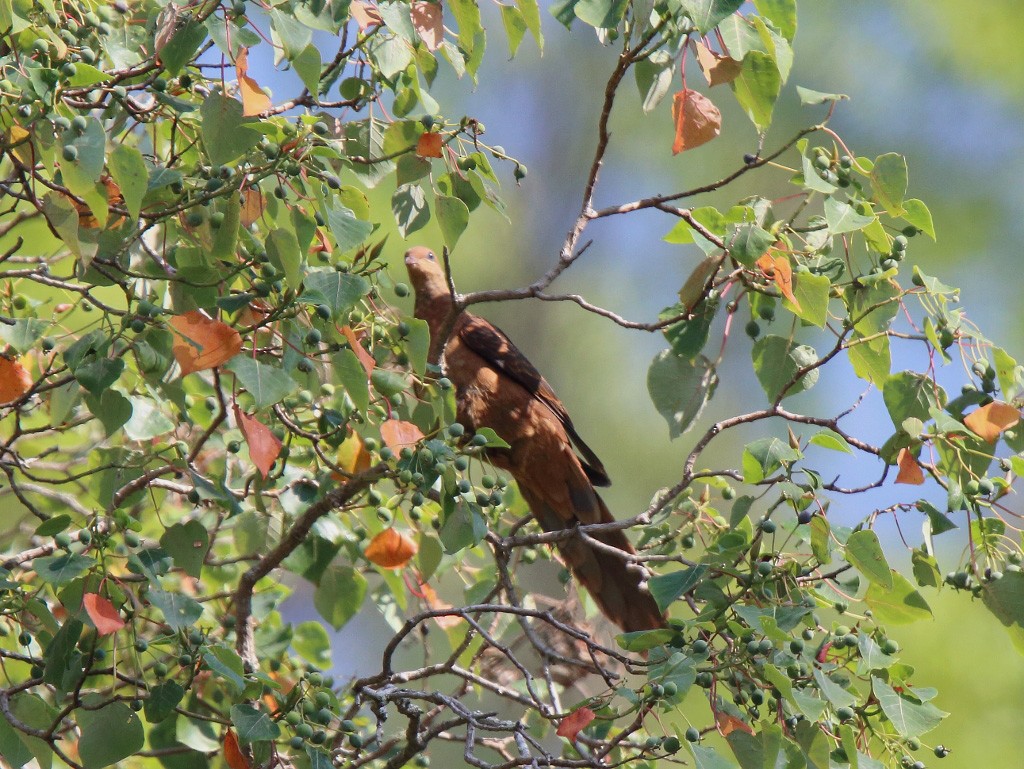 Ruddy Cuckoo-Dove - steve jones