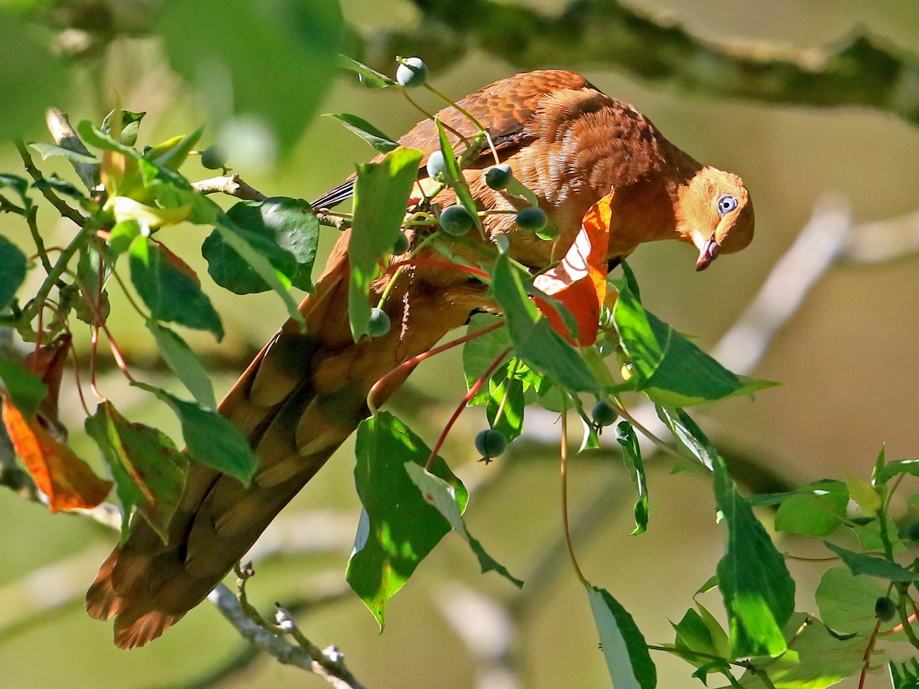 Ruddy Cuckoo-Dove - Fanis Theofanopoulos (ASalafa Deri)