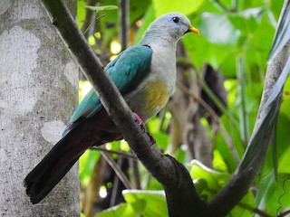  - Maroon-chinned Fruit-Dove