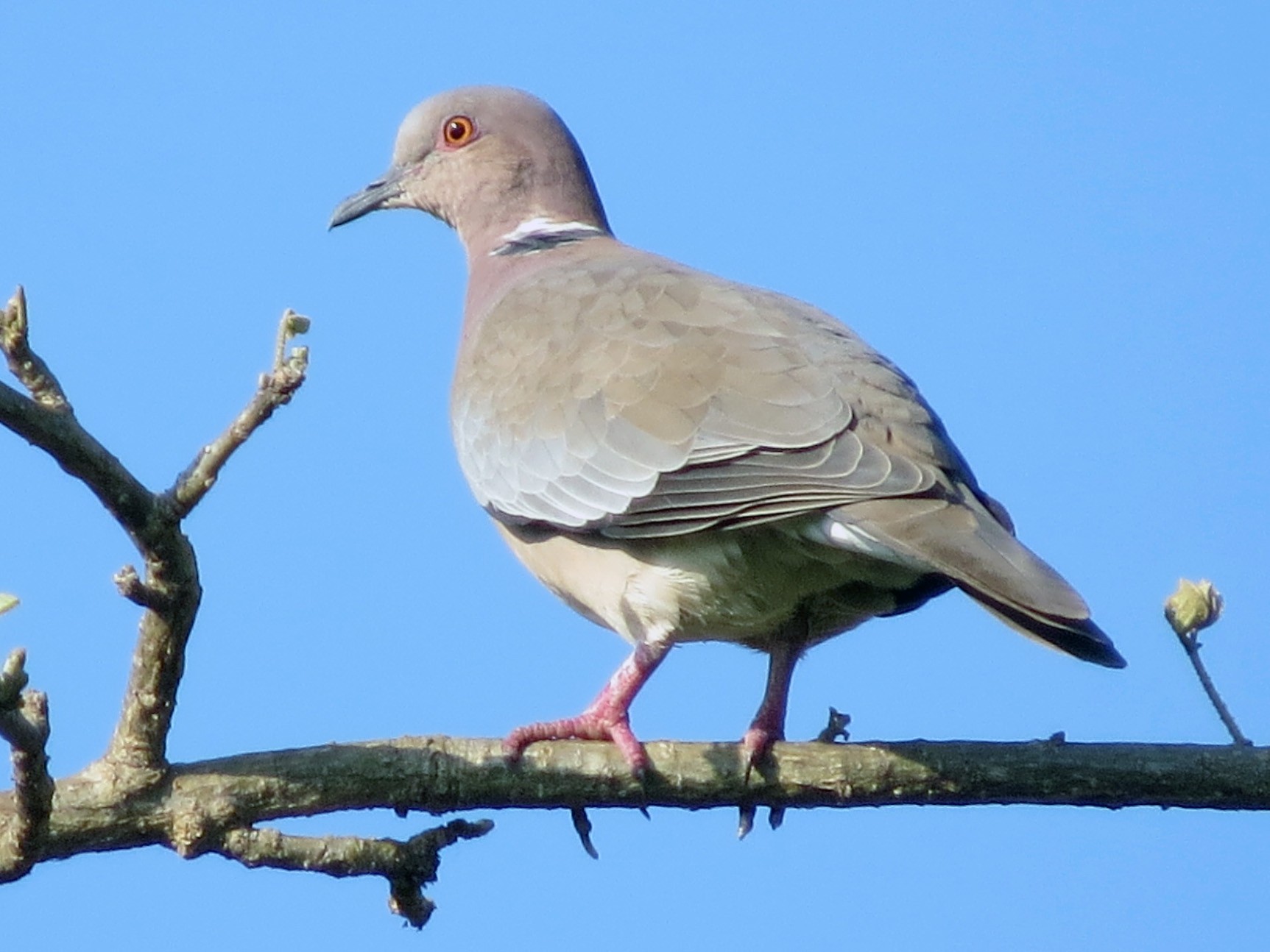Sunda CollaredDove eBird