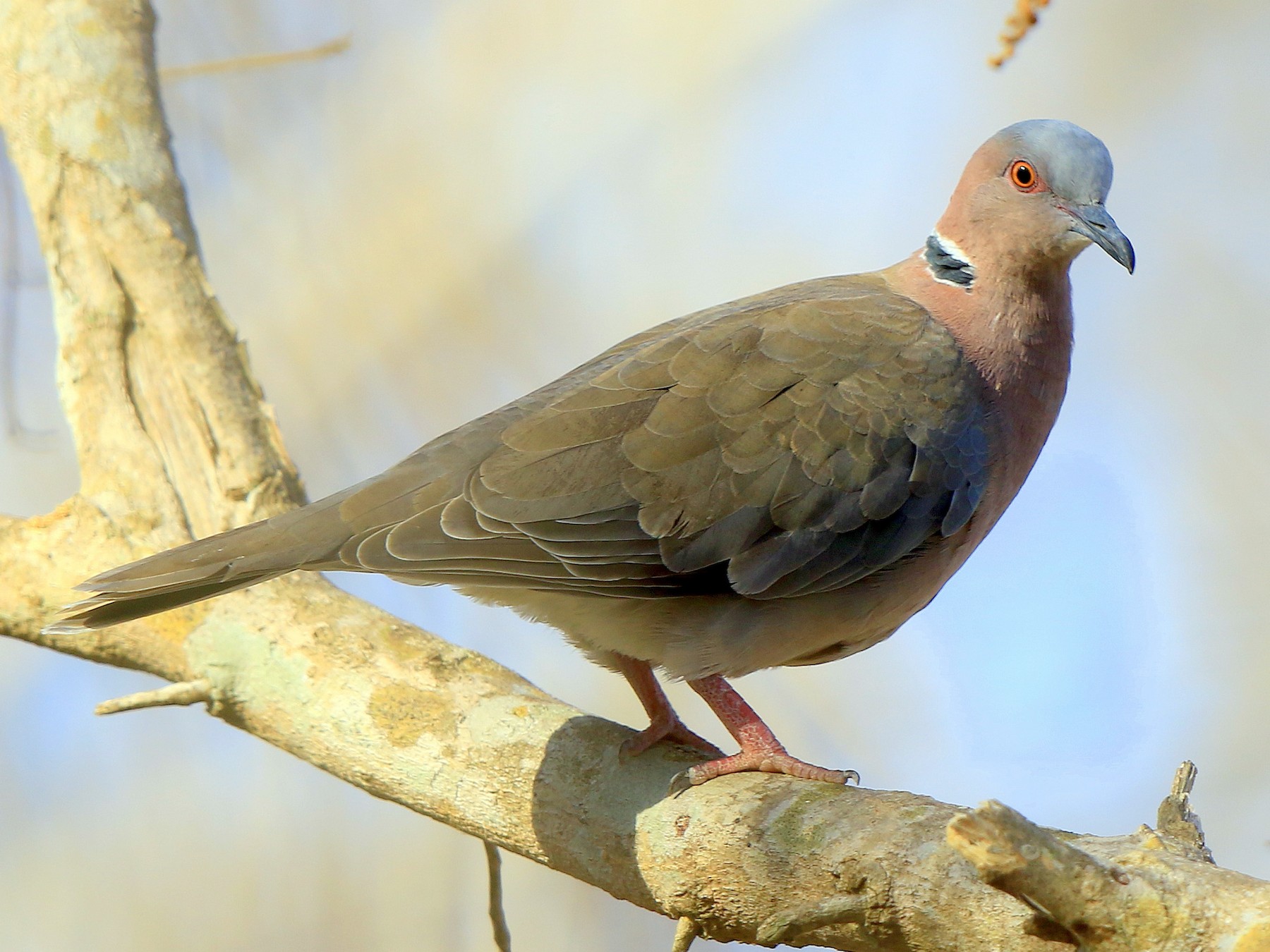 Sunda CollaredDove eBird