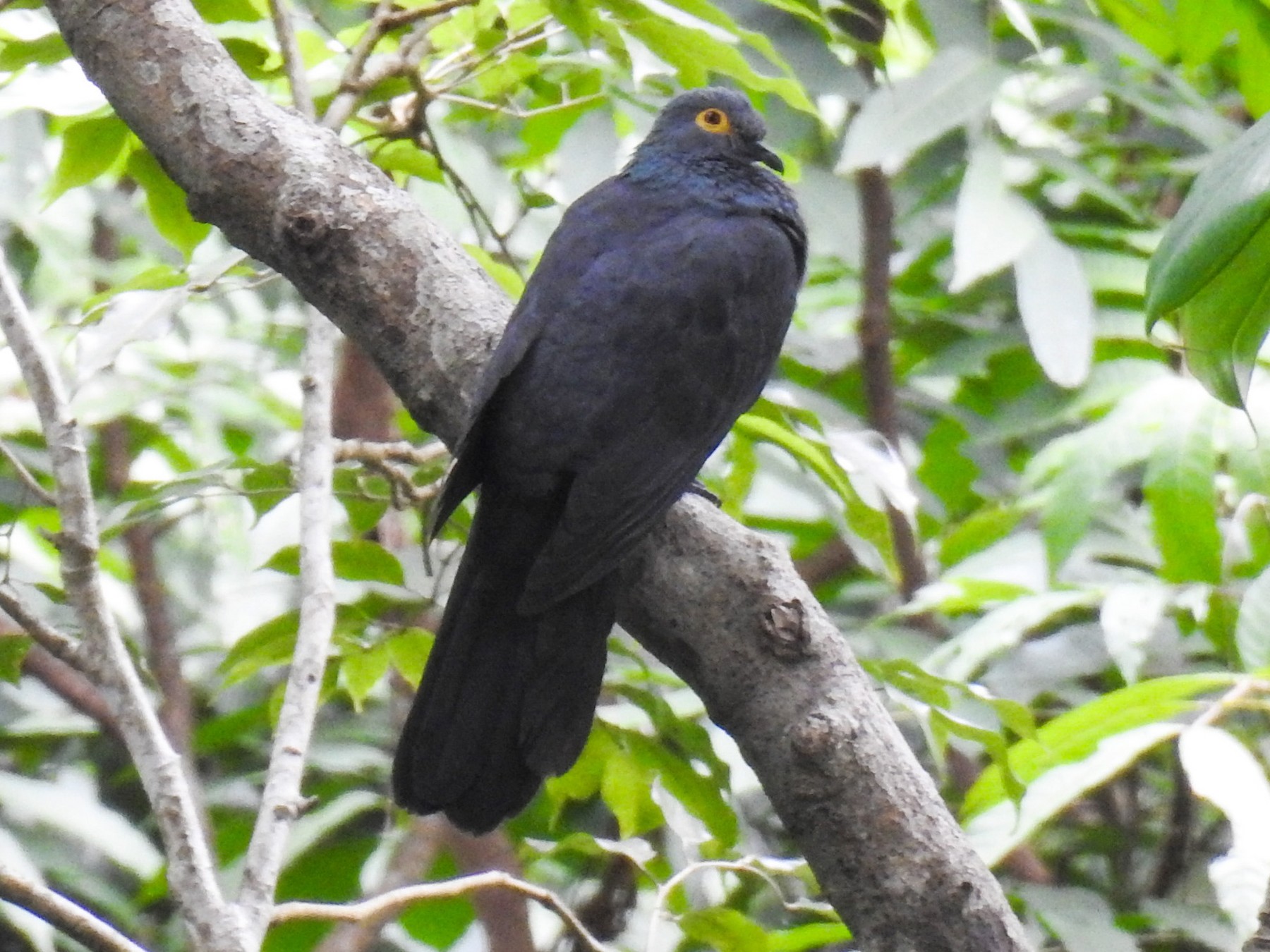 Black CuckooDove eBird