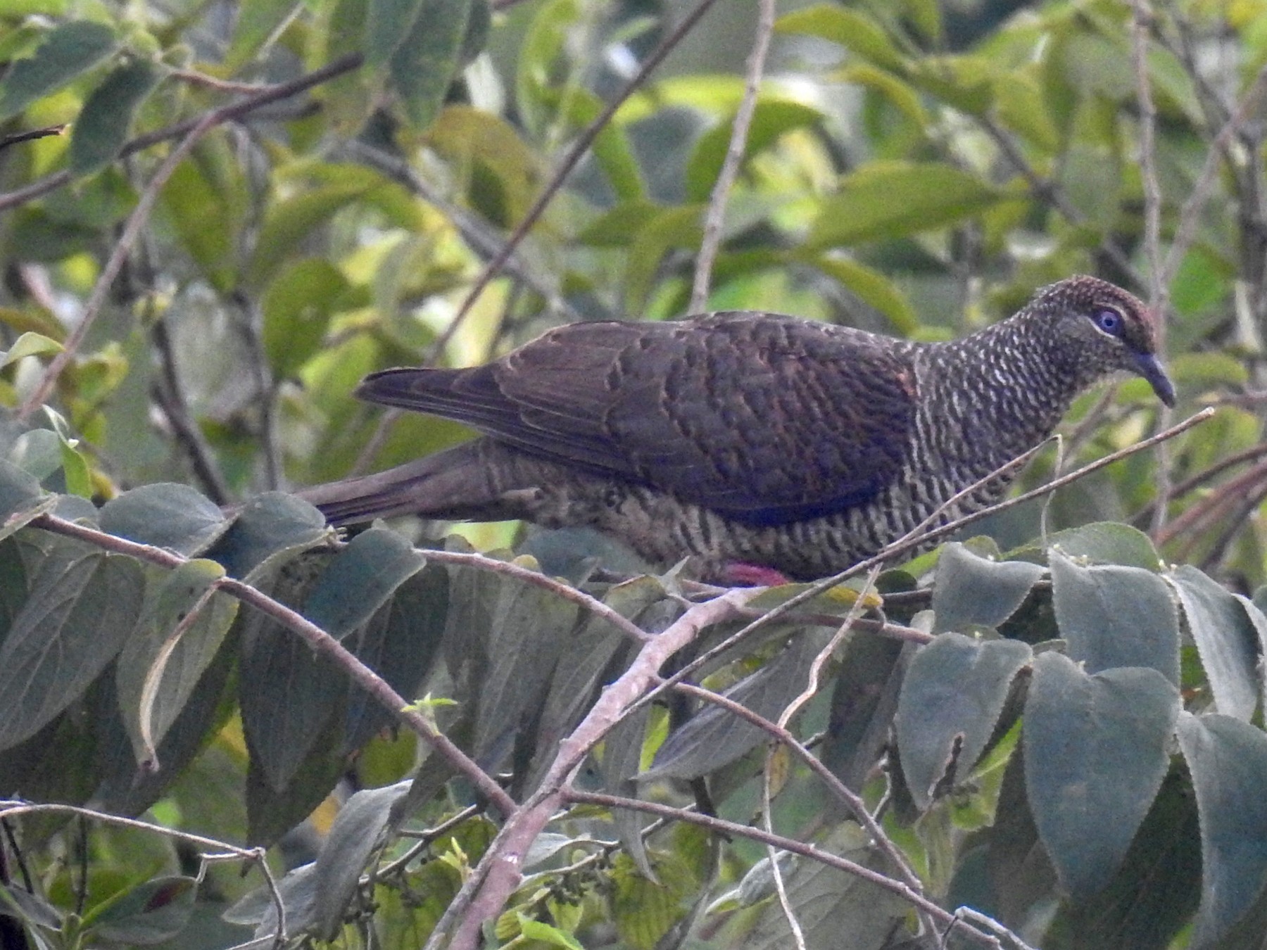 Tanimbar Cuckoo-Dove - Pam Rasmussen