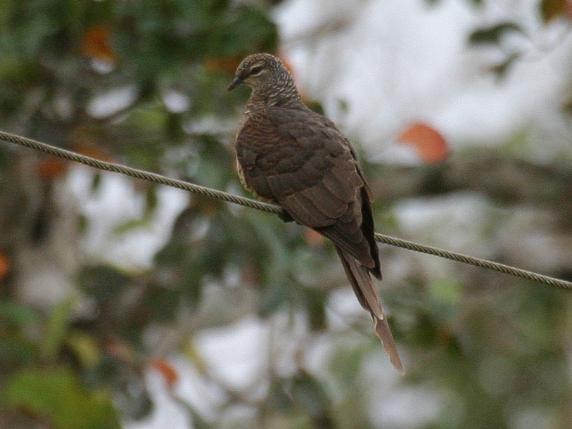 Tanimbar Cuckoo-Dove - Simon Colenutt