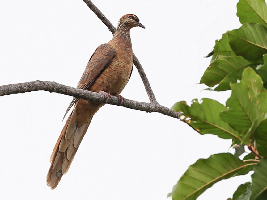 Timor Cuckoo-Dove - Lars Petersson