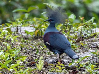 カンムリバト - eBird